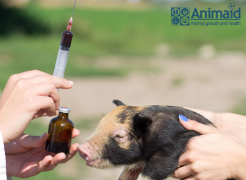 Principles for Proper Use of Veterinary Medicine in Livestock Farming!