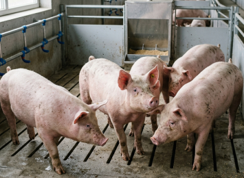 Principles for Proper Use of Veterinary Medicine in Livestock Farming!